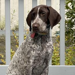 German Shorthaired Pointers from Farrook GSP's