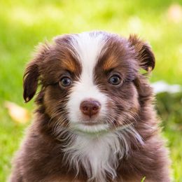 Miniature American Shepherd and Miniature Australian Shepherd Puppies from Bellewynd Acres