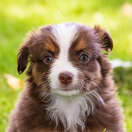 Miniature American Shepherd and Miniature Australian Shepherd Puppies from Bellewynd Acres