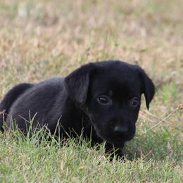 Nugget - Black male Labrador Retriever puppy in Four Oaks, North Carolina from TLC Retrievers