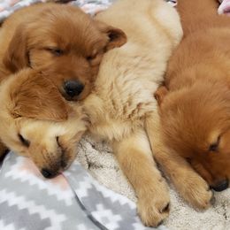 Goldendoodle and Golden Retriever Puppies from A Golden Summer