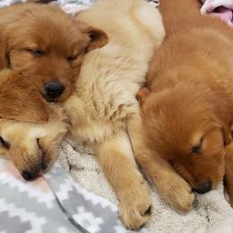Goldendoodle and Golden Retriever Puppies from A Golden Summer