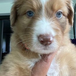 Aussiedoodle and Australian Shepherd Puppies from Loving Puppy Paws Kennel