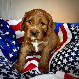 Boy 3 Hercules - Red male Cavapoo puppy in Bountiful, Utah from PJs Puppy Love
