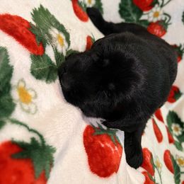 Giant Schnauzer Puppies from Toledo Bend Giants Vom Zitronen