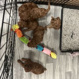Cavapoo Puppies from Nana Oodles