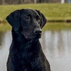 Labrador Retrievers from U.P. Labradors