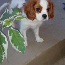 Cavalier King Charles Spaniel Puppies from Christina’s Cavaliers