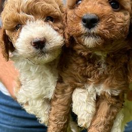 Poodles from Cross's Poodle Puppies