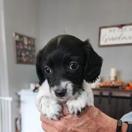 Bubbles - Piebald female Dachshund puppy in Piqua, Ohio from Happy Tails Doxie's