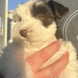 Ophelia - Parti female Miniature Schnauzer puppy in Bluffdale, Utah from Mountain Point Schnauzers
