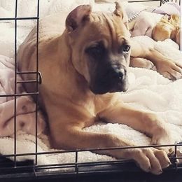 Cane Corso and French Bulldog Puppies from JSM Corsos