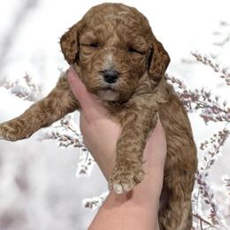 Valentine - Red female Cavapoo puppy in Coshocton, Ohio from Forever Family Puppies