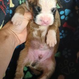 Baxter - Fawn male Boxer puppy in Cannon Falls, Minnesota from Pattys Boxers and Bulldogs