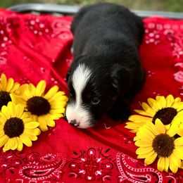 Kipley Kate - Black tri female Miniature American Shepherd puppy in Bayard, Nebraska from Puppies by Alies