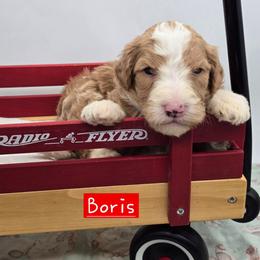 Boris - Red male Bernedoodle puppy in Neillsville, Wisconsin from Granton Creek
