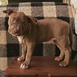 Citrine girl 6 - Lilac female American Bully puppy in Phoenix, Arizona from Superstes Guard