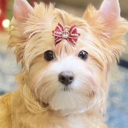 Biewer Terrier and Russian Salon Dog Puppies from Petit Bijou