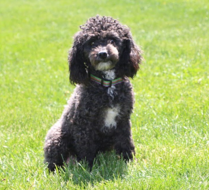 Alli - Poodle