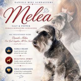 Melea - Miniature Schnauzer