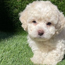 Cockapoos from Puppie Poos 4 U