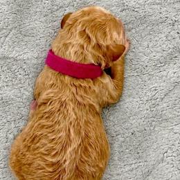 Eleanor - Apricot female Goldendoodle puppy in Lake Charles, Louisiana from Perfect Fit Poodles & Doodles