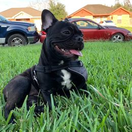Stormfront - French Bulldog