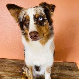 Klyo - Australian Shepherd