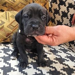 Boy4 - Black brindle male Cane Corso puppy in Granbury, Texas from Revolutions Kennel