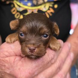 Boy 2 - Chocolate and tan male Yorkshire Terrier puppy in Bucyrus, Ohio from Dyer's Beauties