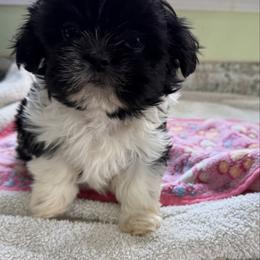 Holly - Black and white female Shih Tzu puppy in Stafford, Virginia from Bayview Pups