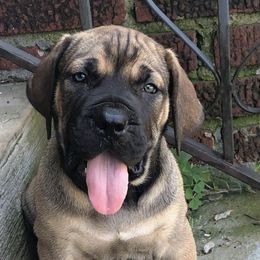 Boerboels from Rocky Top Boerboels