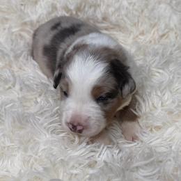 Doc - Blue merle male Australian Shepherd puppy in Olivehurst, California from Double M Aussies