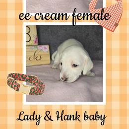 Girl 1 - Cream female Dachshund puppy in Valrico, Florida from Bloomin Doxies