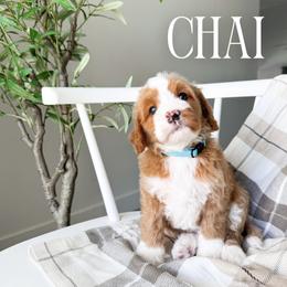 Chai - Red male Bernedoodle puppy in South Jordan, Utah from Wonderful World Doodles