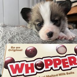 Whopper - Pembroke Welsh Corgi puppy from CrestCottage Corgis