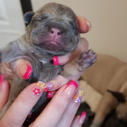 French Bulldog and Rottweiler Puppies from Riggs Blue Collar Rottweilers Von Haus Duxi