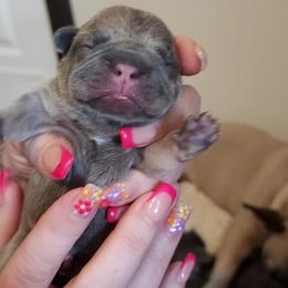 French Bulldog and Rottweiler Puppies from Riggs Blue Collar Rottweilers Von Haus Duxi