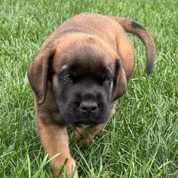 Oliver - Apricot male Mastiff puppy in Sioux Falls, South Dakota from Clearbrook Mastiffs