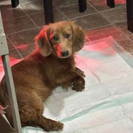 Chip - Dachshund