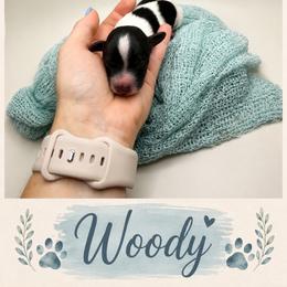 Woody - Piebald male Dachshund puppy in Waco, Georgia from Huff Family Doxies & Doodles