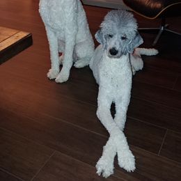 Poodle All Grown Up from Standard Poodles of Eason Farm