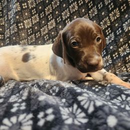 10  - Rowdy - Liver and white male German Shorthaired Pointer puppy in Meriden, Kansas from Hull's GSPs