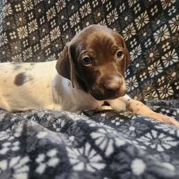 10  - Rowdy - Liver and white male German Shorthaired Pointer puppy in Meriden, Kansas from Hull's GSPs