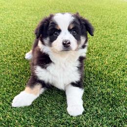 Flo - Black tri-color female Australian Shepherd puppy in Vista, California from Cummings Family Aussies