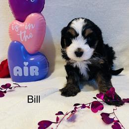Bill - Tri-color male Bernedoodle puppy in Sandy, Oregon from MC Doodles