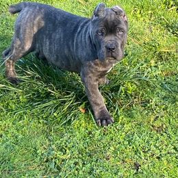 Cane Corso Puppies from Knights of Valor Cane Corso Kennel