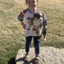 Toy Australian Shepherd Puppies from Roses Halfpint Ranch