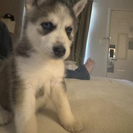 Siberian Husky Puppies from Riri’s Huskies