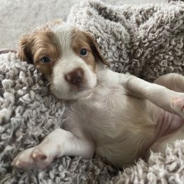 Brittany Puppies from Beaupre Gun Dogs